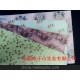 供應(yīng)拷貝紙、彩色拷貝紙、印刷拷貝紙