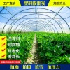 山東優(yōu)質(zhì)西瓜膜批發(fā)，柔軟的西瓜膜